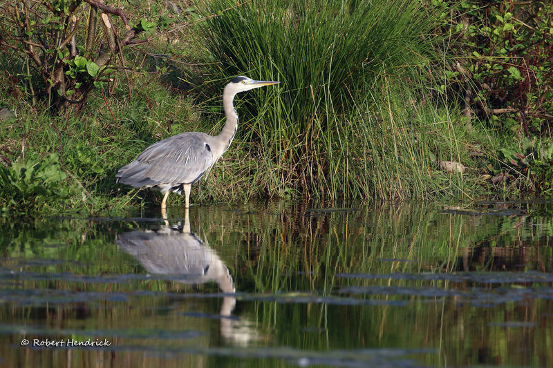 Grey Heron