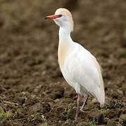 Western Cattle Egret