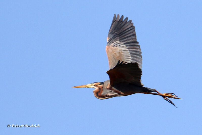 Purple Heron