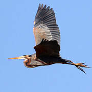 Purple Heron