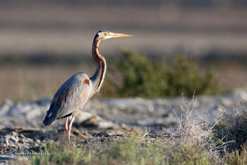 Purple Heron