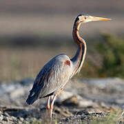 Purple Heron