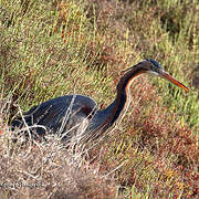 Purple Heron