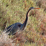 Purple Heron