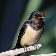 Barn Swallow