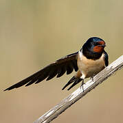 Barn Swallow