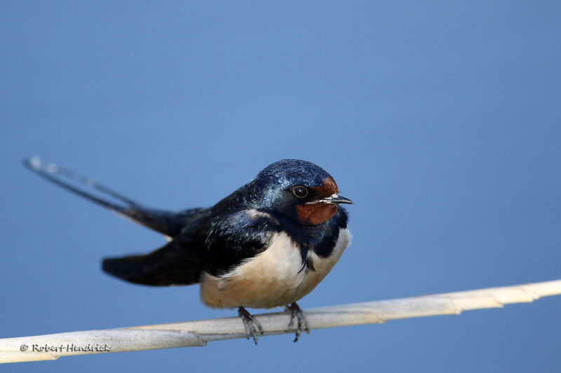 Barn Swallow