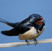 Barn Swallow