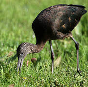 Glossy Ibis