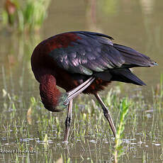 Ibis falcinelle