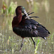 Glossy Ibis