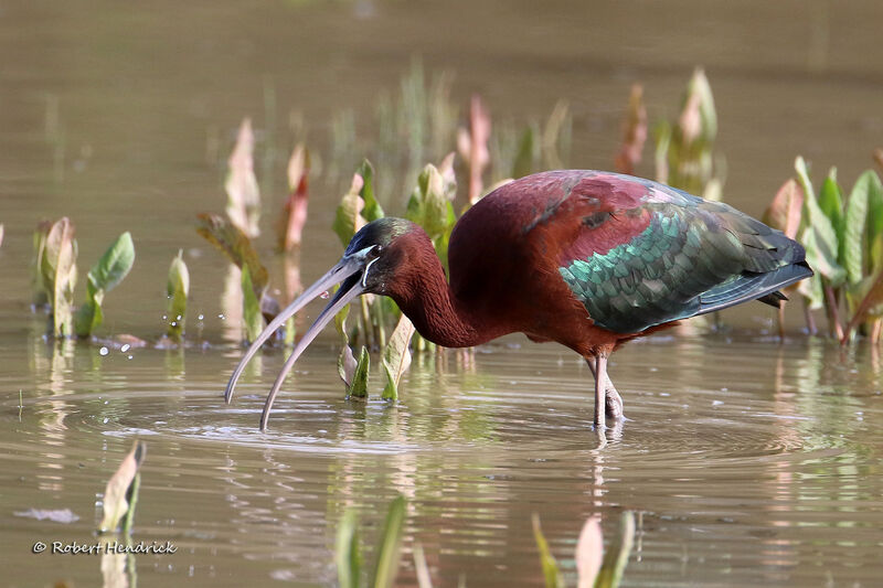 Ibis falcinelle