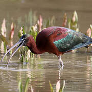 Glossy Ibis