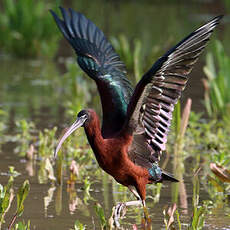 Ibis falcinelle