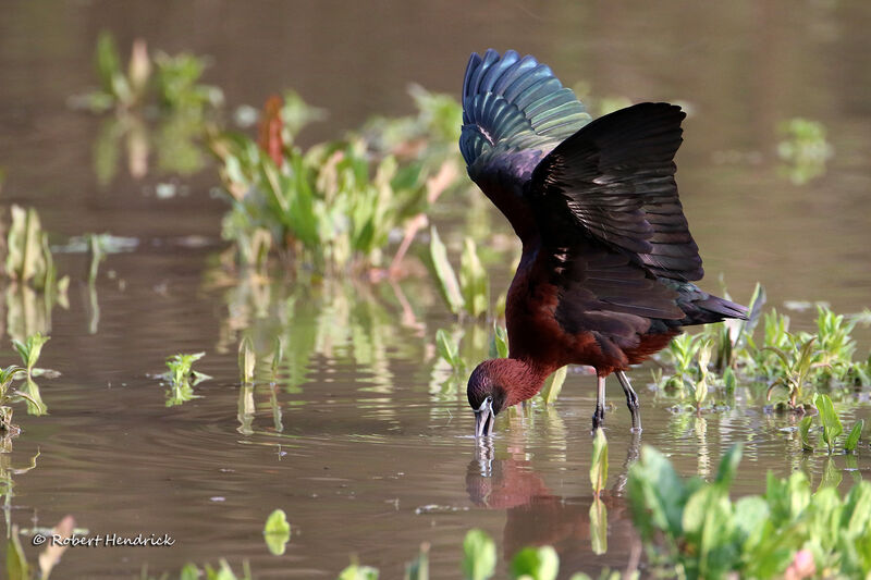 Ibis falcinelle