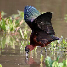 Ibis falcinelle