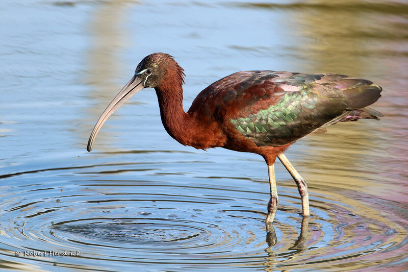 Ibis falcinelle