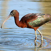 Glossy Ibis