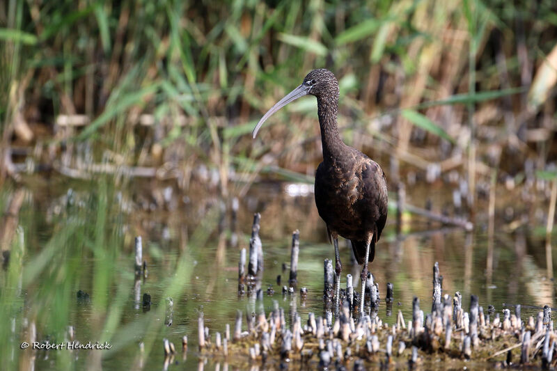 Ibis falcinelle