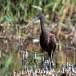 Ibis falcinelle