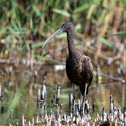 Glossy Ibis