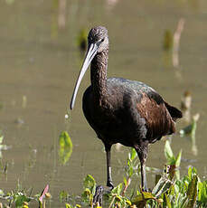 Ibis falcinelle