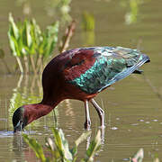 Glossy Ibis