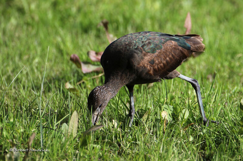 Ibis falcinelle