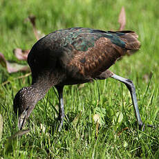 Ibis falcinelle