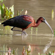 Ibis falcinelle