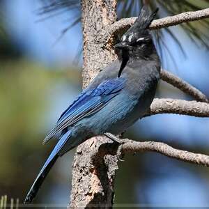 Geai De Steller Cyanocitta Stelleri