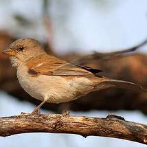 Moineau sud-africain