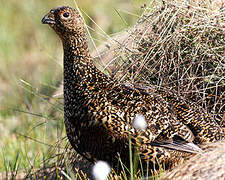 Red Grouse