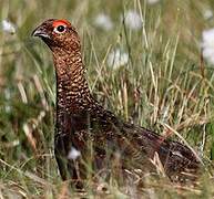 Red Grouse