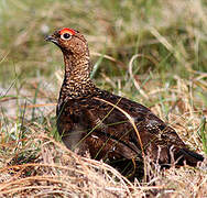 Red Grouse