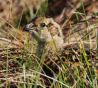 Red Grouse