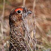 Red Grouse