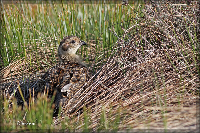 Lagopède d'Écossejuvénile, identification