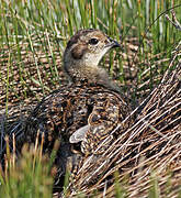 Red Grouse