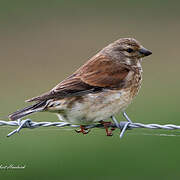 Common Linnet