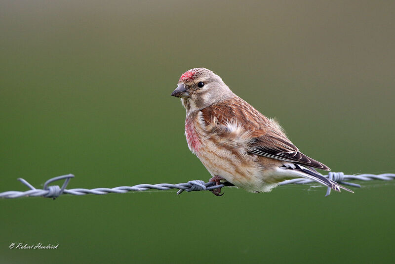 Common Linnet