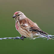 Common Linnet