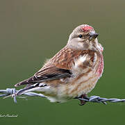 Common Linnet