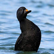 Common Scoter