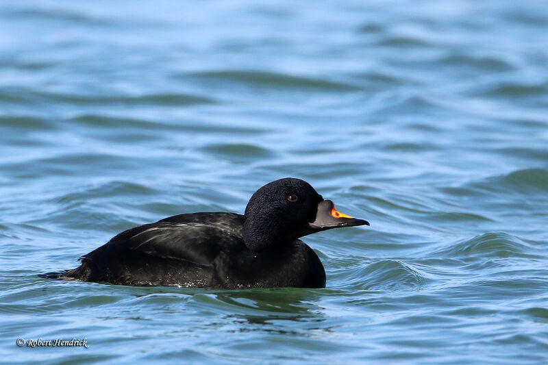 Common Scoter