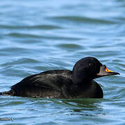 Common Scoter