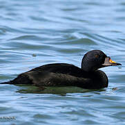 Common Scoter