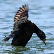 Common Scoter