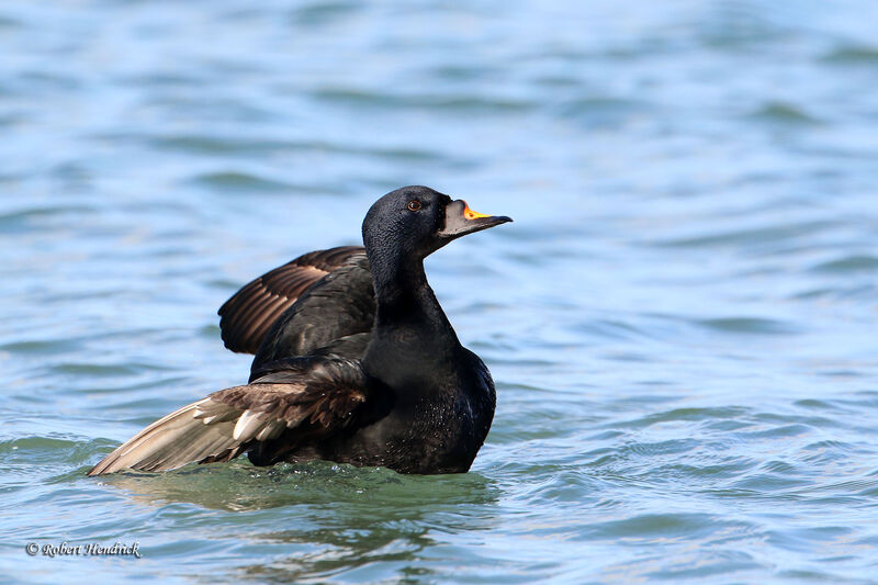 Common Scoter