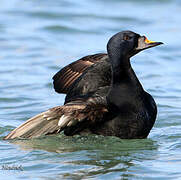 Common Scoter